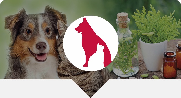 Master Yoga del viso, Scuola SISBIO